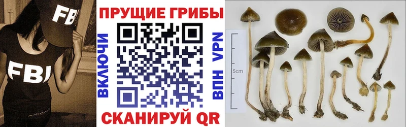 Псилоцибиновые грибы Psilocybine cubensis  продажа наркотиков  Красный Кут 